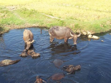 Picture 6 of 6 - Water Buffalo (Bubalus Bubalis) Pictures & Images - Animals - A-Z Animals