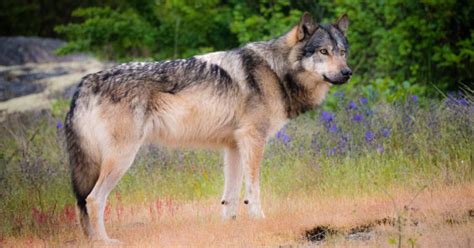 It’s time to take action for wolves in British Columbia | Raincoast