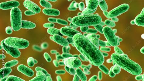 Bacteria Bordetella pertussis, 3D illustration. Gram-negative coccobacilli bacteria which cause ...