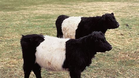 Galloway | breed of cattle | Britannica