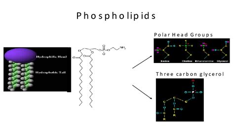 Phospholipids 7 ADVANTAGES OF LIPOSOMES 1-6 · Liposomes are...