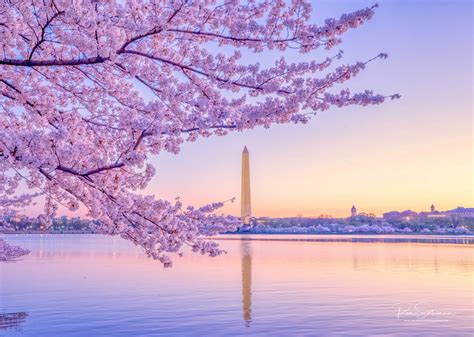 Cherry Blossoms Festival - My Top 6 Tips In Photographing Cherry ...