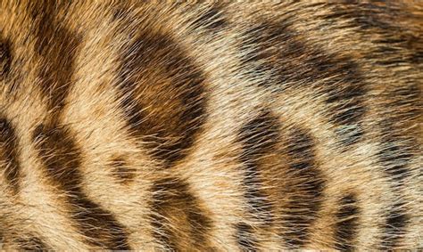 Premium Photo | Closeup on the bengal cat fur animal background