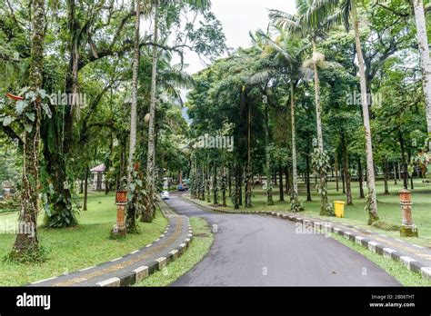 Trees at Kebun Raya Bali - Bali Botanical Garden in Bedugul, Tabanan, Bali, Indonesia Stock ...