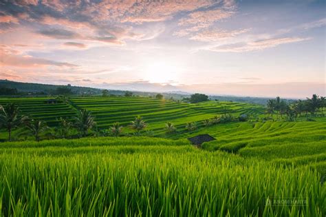 84+ Gambar Pemandangan Sawah Di Bali