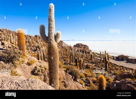 Very big cactuses on Cactus Island, Salar de Uyuni (Salt Flat) near ...