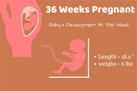 36-weeks-pregnant-Baby-Development-Info-graphic.jpg – Babies Carrier