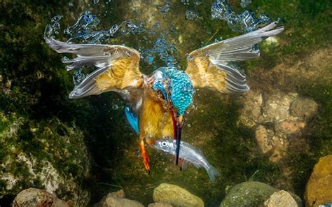 Kingfisher Catching A Fish Underwater