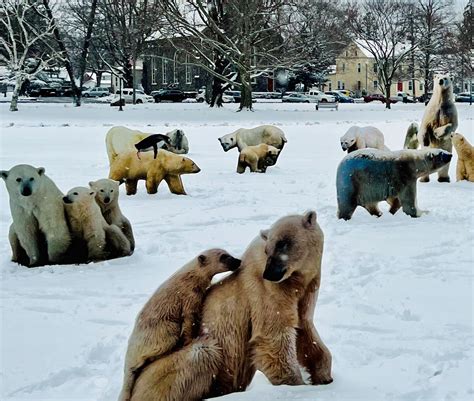 Polar bears invade the Guilford Green before first snow storm