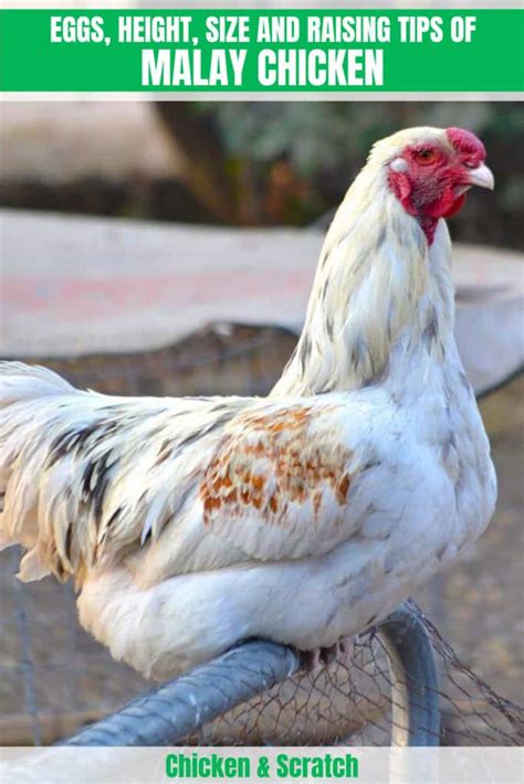 Malay Chicken: Eggs, Height, Size and Raising Tips