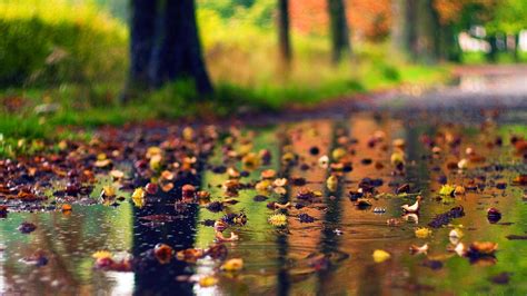 Colorful Leaves On Rainfall Water In Colorful Blur Bokeh Background HD ...