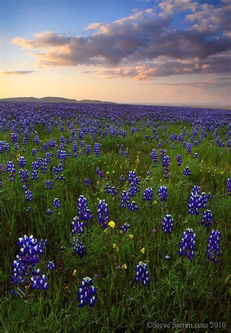 Lupine of Central California. Makes me feel like exploring ...