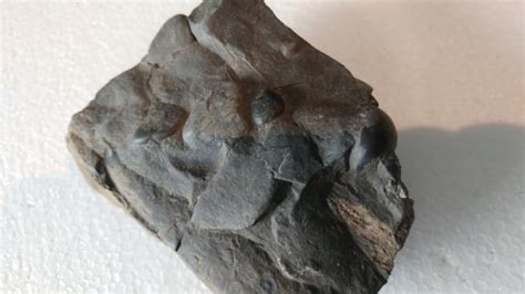 80-million-year-old elasmosaur fossils discovered on Vancouver Island ...