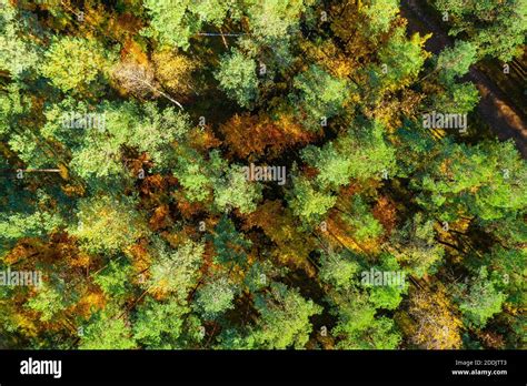 Aerial view of autumn forest Stock Photo - Alamy