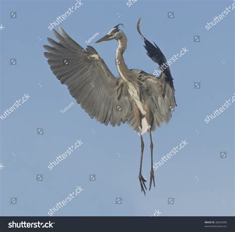 Great Blue Heron Breeding Plumage Stock Photo (Edit Now) 28624099