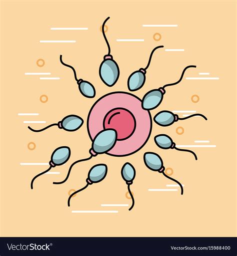 Female fertilization process Royalty Free Vector Image