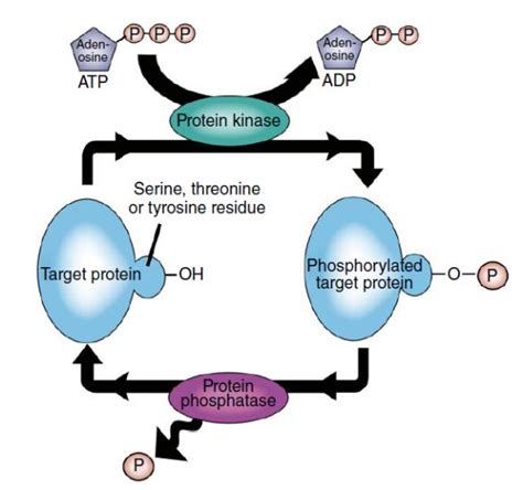 Intracellular Kinases and Signal Transduction - Creative Diagnostics