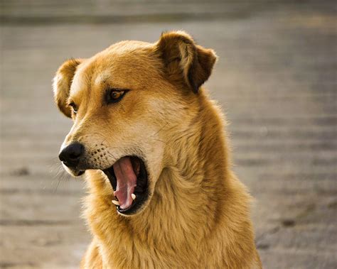 What Your Dog is Trying to Tell You When They Bark | Mad Paws Blog