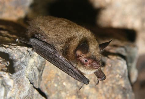 Myotis lucifugus - Bat Conservation International