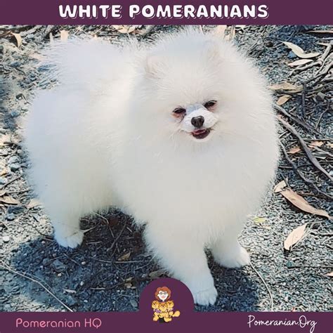 white pomeranian baby doll - Cassy Pettis