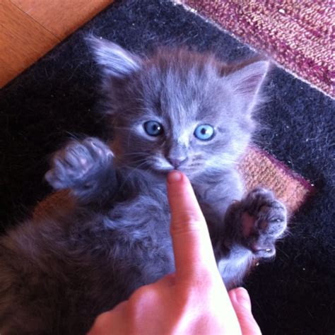 love grey kittens with blue eyes | More awesomeness | Pinterest