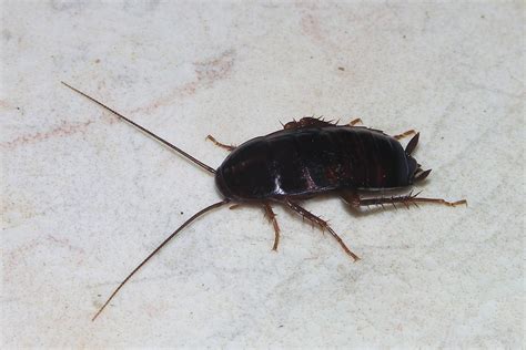 File:Cockroach May 2007-1.jpg - Wikimedia Commons