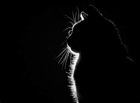 Cat Silhouette Wallpapers - Top Free Cat Silhouette Backgrounds ...