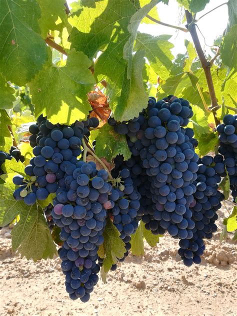 The Syrah grape in Paniza - Bodegas Paniza | Vinos de Cariñena con Denominación de Origen Protegida