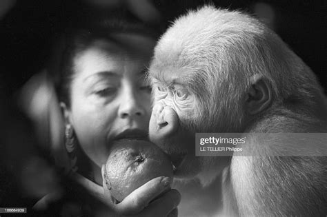 Snowflake The Albino Gorilla. Le 3 mars 1967 en Espagne, le gorille... News Photo - Getty Images