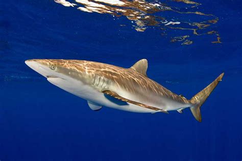 Silky Sharks - Pack Animals - Epic Diving