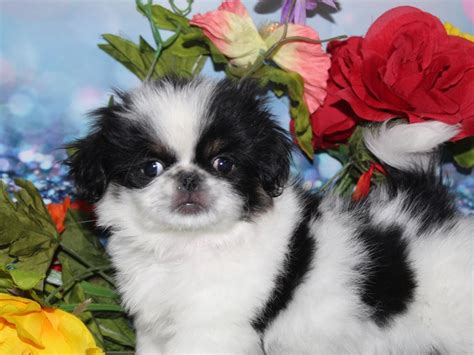 Pekingese-DOG-Female-BLACK / WHITE-2740042-Pet City Houston