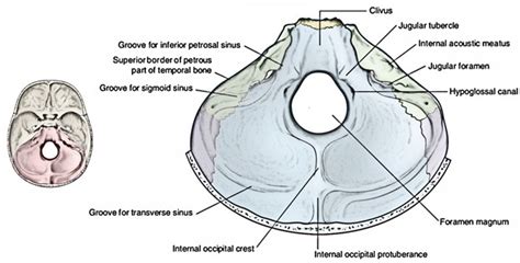 Posterior Cranial Fossa – Earth's Lab