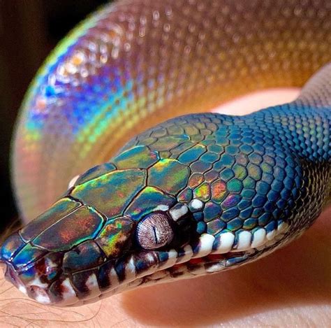 Iridescence on snake scales : interestingasfuck | Pretty snakes, Snake, Cute reptiles