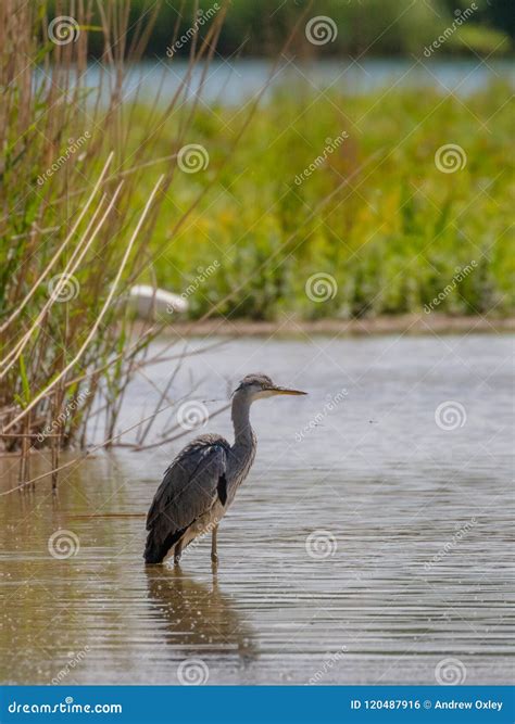 Grey Heron in habitat stock photo. Image of natural - 120487916