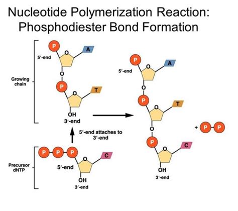 Solved Nucleotide Polymerization Reaction: Phosphodiester | Chegg.com