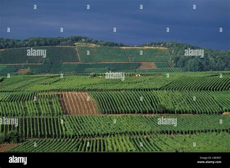 Vineyards, Riquewihr, Alasce, France, Europe, wine, green Stock Photo - Alamy