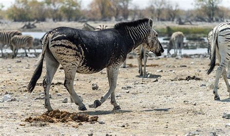 This rare zebra is almost entirely black | Nature | News | Express.co.uk