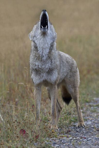 Coyote Howl Stock Photos, Pictures & Royalty-Free Images - iStock