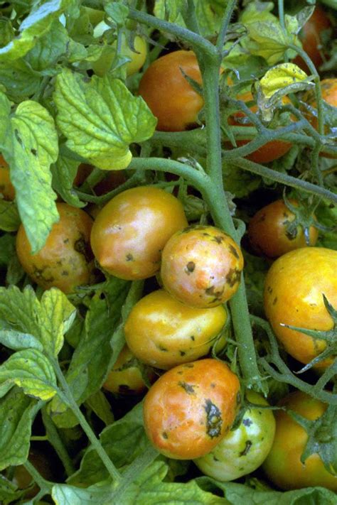 How to Identify and Treat Common Tomato Diseases | Gardener’s Path