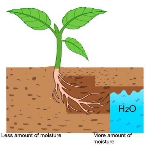 Water | Free Full-Text | Hydrotropism: Understanding the Impact of ...