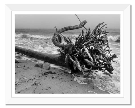 Driftwood Beach Ocean Wall Art Nature Printable Art - Etsy