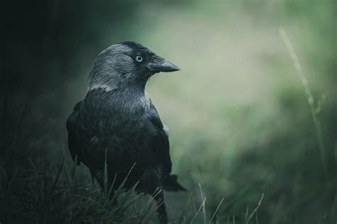 Jackdaw Symbolism & Meaning (+ Totem, Spirit, & Omens) | World Birds