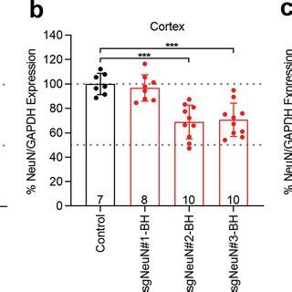 NeuN gene disruption led to sub-optimal NeuN reduction in the CNS of ...