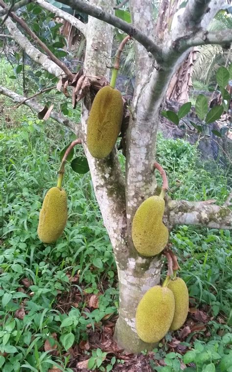 Warisan Petani: Pokok Nangka