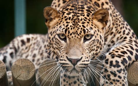 Wallpaper Leopard face close-up, eyes 1920x1200 Picture, Image