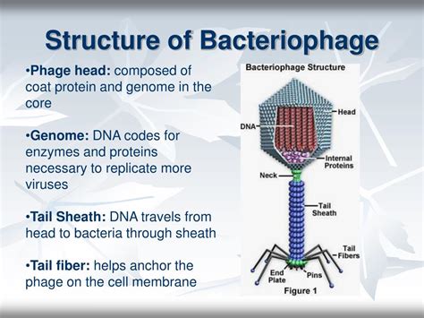 PPT - ANTIMICROBIAL DRUG DISCOVERY THROUGH BACTERIOPHAGE GENOMICS PowerPoint Presentation - ID ...