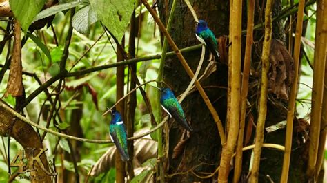 Hummingbirds buzzing in sanctuary at Panama Rainforest Discovery Center - YouTube