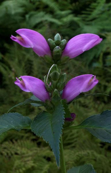 Pink Turtlehead New Hampshire Wildflowers | Wild flowers, Forest ...