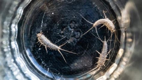 Are Silverfish Bad For Your Home? Find Out How