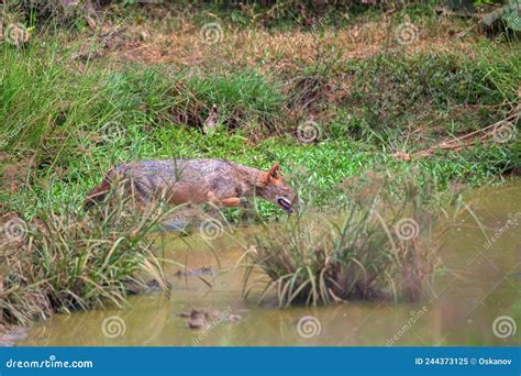 Golden Jackal or Canis Aureus in Natural Habitat Stock Image - Image of ...